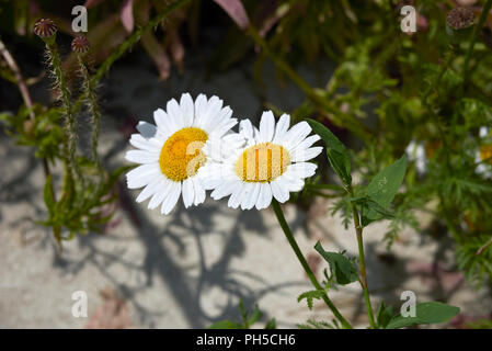 Anthemis arvensis Blumen Stockfoto