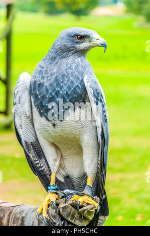 Ein chilenischer Blue Eagle im Profil stehen auf einer behandschuhten Hand Stockfoto