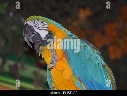 Blaue und gelbe Ara, Sitzen auf Barsch Stockfoto