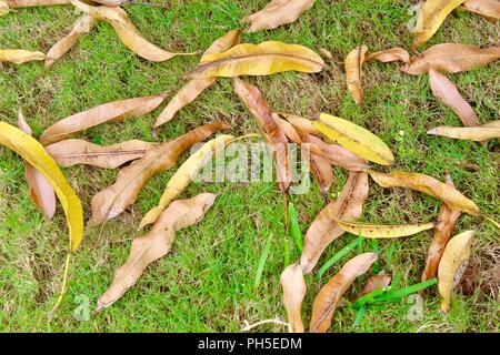 Palme mit Kokosnüssen Stockfoto