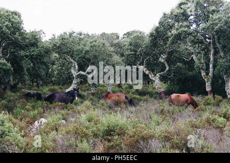 Wilde Pferde grasen auf Gras in der Giara di Gesturi, Sardinien, Italien Stockfoto