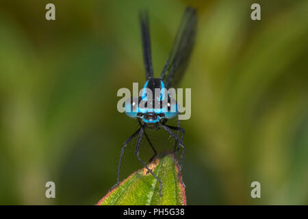 Nahaufnahme eines Nilgiri Bambootail Damselfly Stockfoto