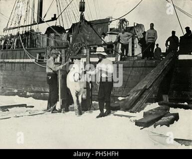 "Isembarking die Ponys', c 1910-1913, (1913). Artist: Herbert Ponting. Stockfoto