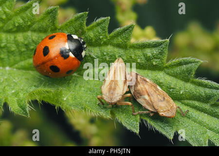 7-Punkt Marienkäfer (Coccinella septempunctata) und verbindenden Gemeinsamen Froghoppers (Philaenus spumarius) auf nesselblatt Stockfoto