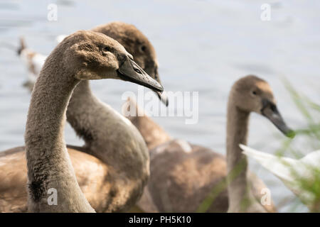 Graue Schwäne auf einem See im Roundhay Park, Leeds, West Yorkshire, England, Großbritannien. Stockfoto