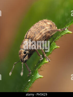 Nut-Leaf Strophosoma melanogrammum-Rüsselkäfer () entlang des Blattes. Tipperary, Irland Stockfoto