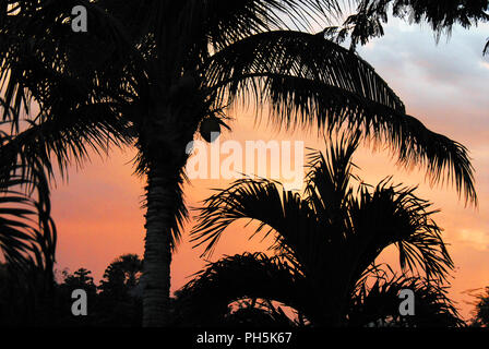 Eine wunderschöne Silhouette Palmen gegen einen Sonnenuntergang Himmel in San Juan Del Rio, Mexiko Stockfoto