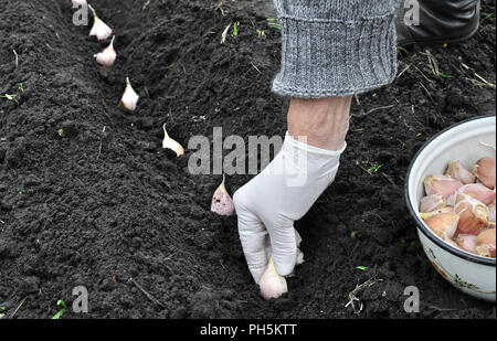 Farmer es Hand Pflanzung Knoblauch im Gemüsegarten Stockfoto