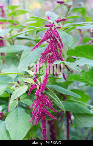 Amaranth Blüte in einem Cottage Garden in Großbritannien. Stockfoto