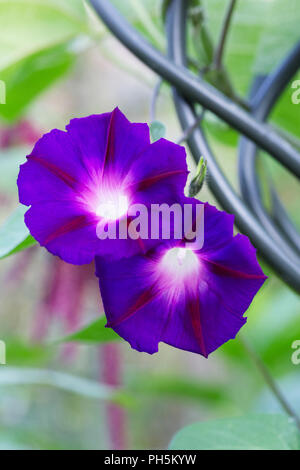 Ipomoea Blume. Morning Glory Blume Porträt. Stockfoto