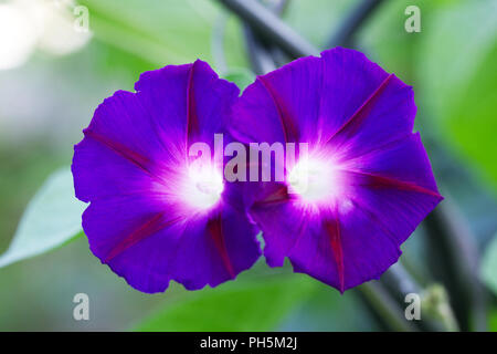 Ipomoea Blume. Morning Glory Blume Porträt. Stockfoto