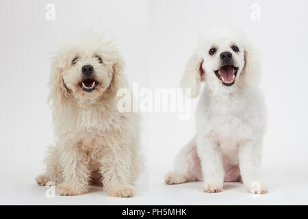 Hundefriseur Thema vor und nach dem Ergebnis. Weißer Pudel Hund vor und nach der Bräutigam seine Haare Stockfoto