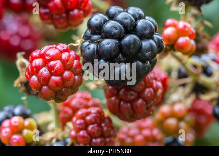 Nahaufnahme von Brombeeren, reif und unreif. Wächst auf einer Hecke in Suffolk, Großbritannien. Stockfoto