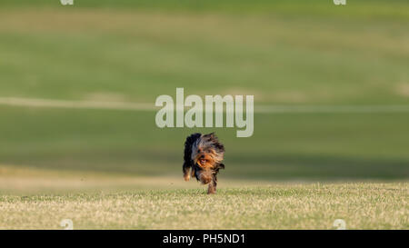 Ein Yorkshire Terrier in einem Feld bei Sonnenuntergang. Stockfoto