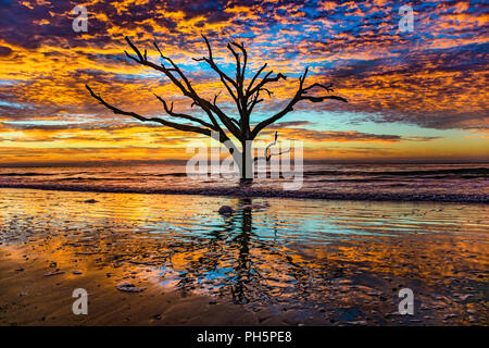 Boneyard Botany Bay Plantation in Editso Island South Carolina in der Nähe von Charleston SC. Stockfoto