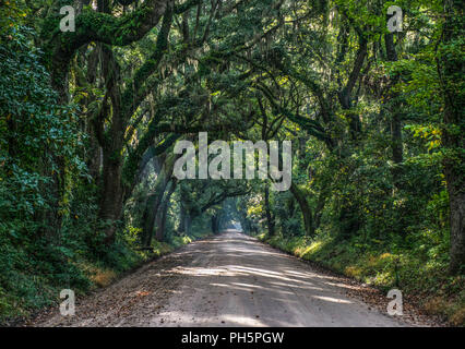 Eiche Tunnel Schmutz der Straße auf die Botany Bay Plantation in Editso Island South Carolina SC in der Nähe von Charleston. Stockfoto