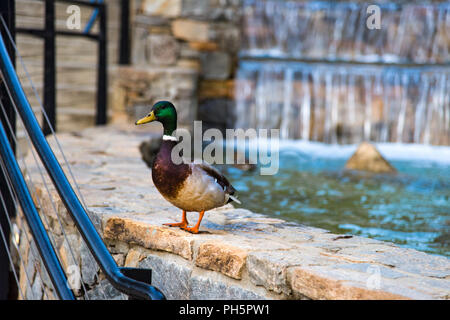 Stockente in Greenville, South Carolina, USA. Stockfoto