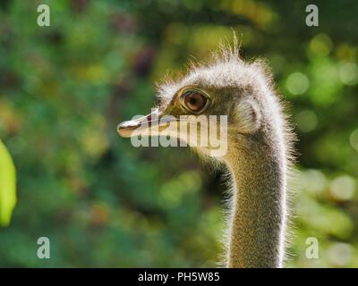 Kopf eines Strauß, detaillierte closeup, Hinterleuchtung durch Sonnenlicht, defokussiertem Hintergrund Stockfoto