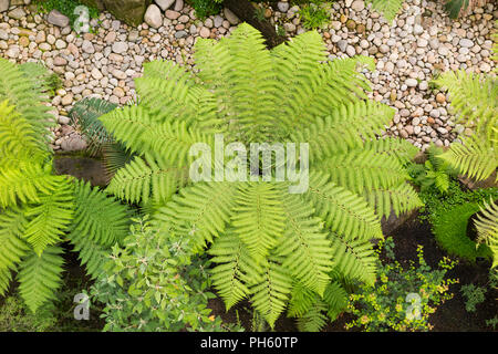 Ansicht von oben / der Balkon der Baumfarne/Baumfarn in der restaurierten Viktorianischen gemäßigt Haus an der Royal Botanic Garden, Kew. London. UK. (101) Stockfoto