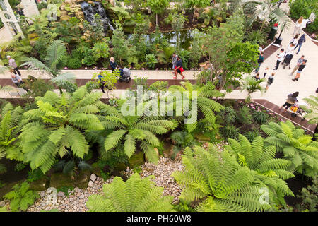 Blick vom Balkon des wiederhergestellten/nach der Restaurierung 2018 der Viktorianischen gemäßigt Haus an der Royal Botanic Garden, Kew. London. UK. (101) Stockfoto