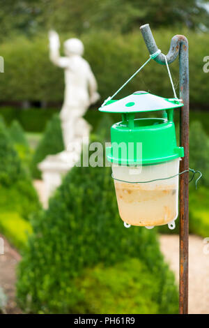 Box Tree motten Falle/Pheromon lure/box moth Trap männlichen Motten zu fangen und Caterpillar Befall auf Box Hecken in einem formalen Garten verhindern. UK. (101) Stockfoto