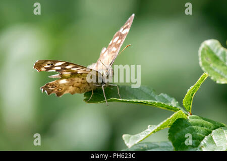 Hauhechelbläuling Schmetterling thront auf einem Blatt Stockfoto