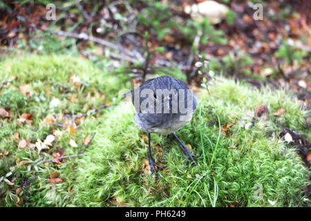 Petroica australis - South Island Robin - toutouwai - endemische Neuseeland Wald Vogel auf dem Ast im Wald Stockfoto