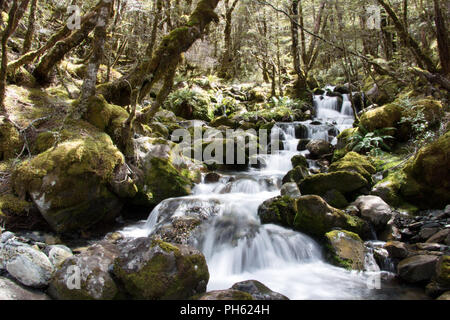 Lange Belichtung Bild eines Wasserfalls im üppigen Regenwald an der Westküste von Neuseeland Stockfoto