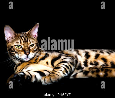 Hervorragende bengal Katze liegend im Studio mit wunderschönen Leopard Muster urkomisch Gesicht Stockfoto