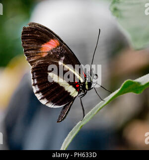 Kleine Briefträger Schmetterling, Heliconius erato aus Mittelamerika und tropisches Südamerika Stockfoto