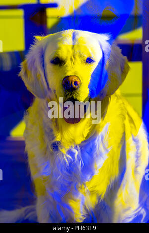 Posterized Bild von Platin farbige Golden Retriever Hund auf Wohn- Veranda Stockfoto