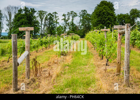 Agadir, NY/USA, 9. Juni 2018: Wald Beiträge und Weinreben auf Drähte in Reihen angeordnet. Stockfoto