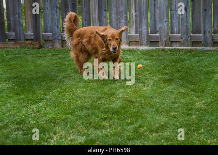 Golddn Retriever mit wunderschönen, weichen, roten Mantel. 3/4 Portrait einer sehr gut aussehenden Hund, laufen in Richtung Kamera. Stockfoto