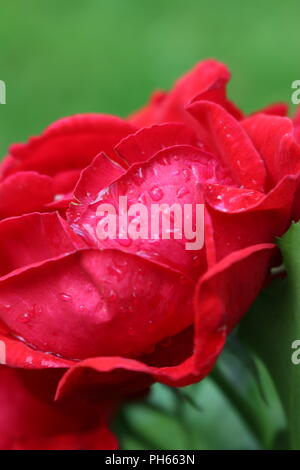 Regentropfen auf leuchtend rote Rosen Stockfoto