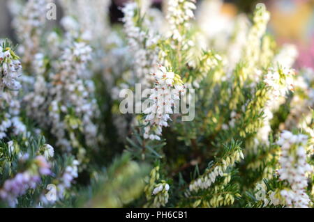 Erica x darleysnis White Perfektion Stockfoto