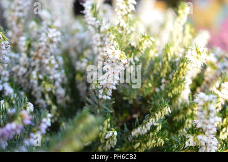 Erica x darleysnis White Perfektion Stockfoto