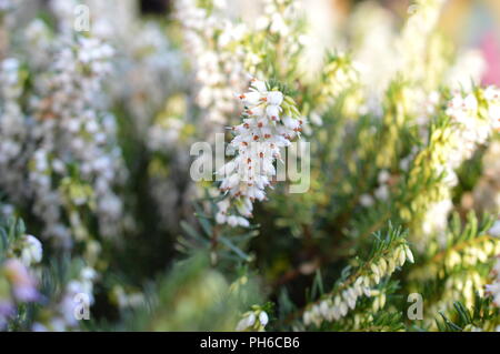 Erica x darleysnis White Perfektion Stockfoto