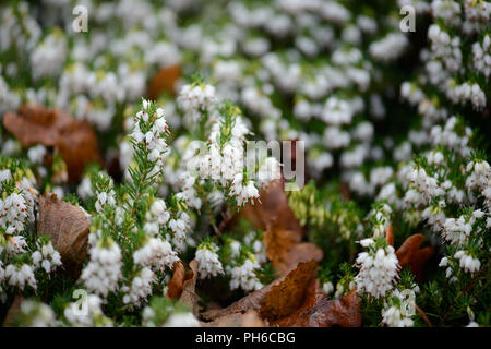 Erica x darleysnis White Perfektion Stockfoto