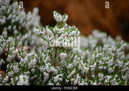 Erica x darleysnis White Perfektion Stockfoto