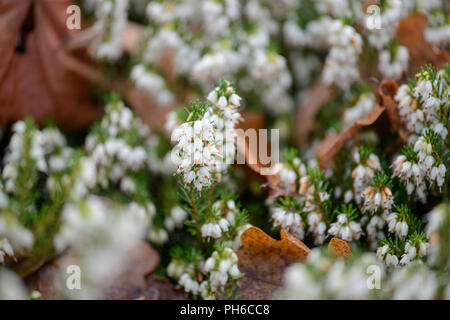 Erica x darleysnis White Perfektion Stockfoto