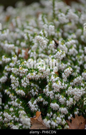 Erica x darleysnis White Perfektion Stockfoto