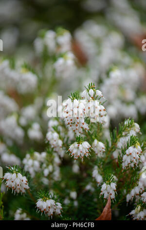 Erica x darleysnis White Perfektion Stockfoto