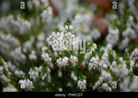 Erica x darleysnis White Perfektion Stockfoto