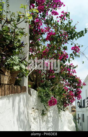 Spanien, Andalusien, das schöne weiße Dorf Frigiliana. Eine Gasse in der maurischen Oberstadt mit blühenden Bougainvillea an einem Sommertag. Stockfoto