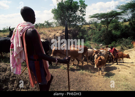 Masai Krieger in der Nähe Talek Fluss treiben, seine Rinder, Masai Mara National Reserve, Kenia. Masais sind vielleicht der berühmteste aller afrikanischen Stämmen, Kenia Stockfoto