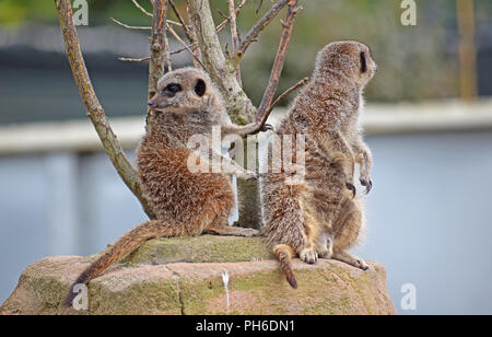 Erdmännchen - Aufpassen, Wache Stockfoto