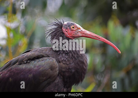 Northern Bald Ibis-Kopf geschossen Stockfoto