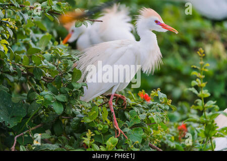 Kuhreiher (Bubulcus ibis), See Nzerakera, Rufiji Fluss, Tansania, Ostafrika Stockfoto