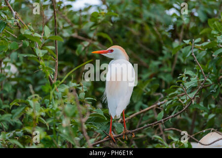 Kuhreiher (Bubulcus ibis), See Nzerakera, Rufiji Fluss, Tansania, Ostafrika Stockfoto