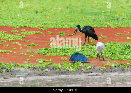 Afrikanische openbill Stork (Anastomus lamelligerus), Tansania, Ostafrika Stockfoto